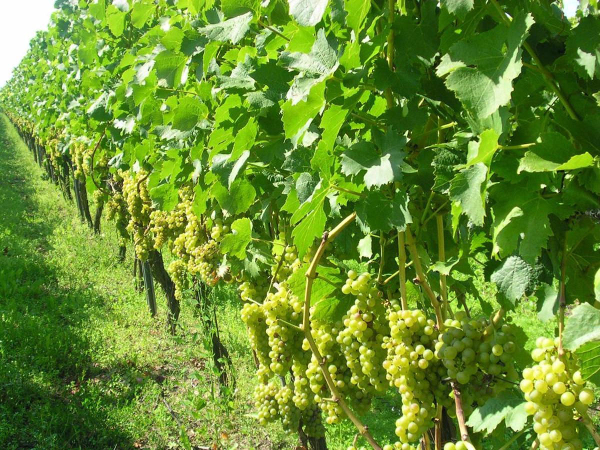 Gaestehof - Weinbau Saeger Nordheim am Main Luaran gambar