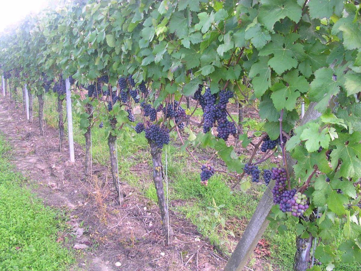 Gaestehof - Weinbau Saeger Nordheim am Main Luaran gambar